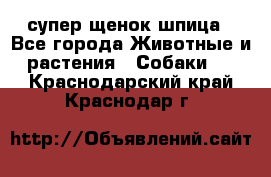 супер щенок шпица - Все города Животные и растения » Собаки   . Краснодарский край,Краснодар г.